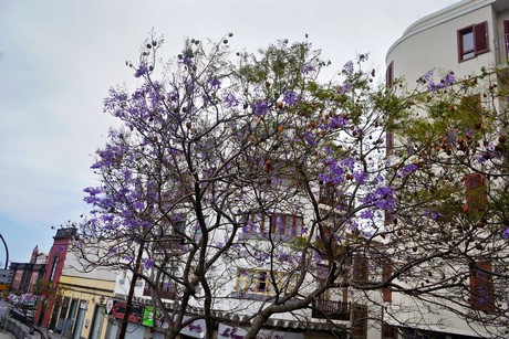 Las Palmas de Gran Canaria
